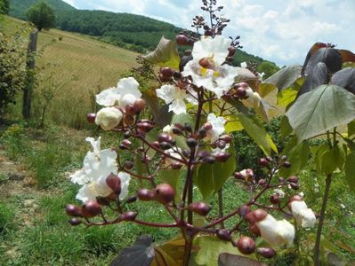 catalpa purpurea