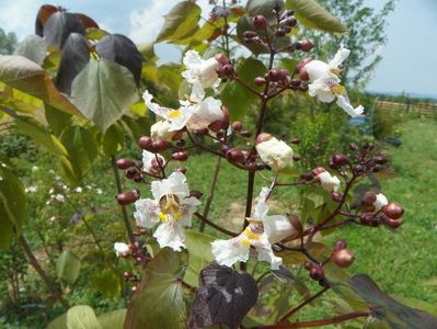 catalpa purpurea