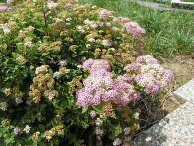 spiraea Little Princess