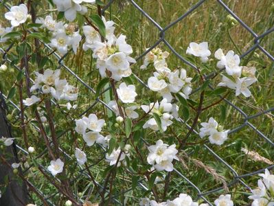 philadelphus Innocence