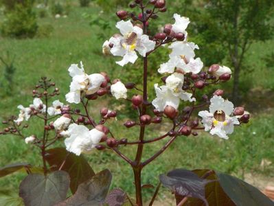 catalpa purpurea