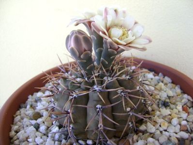 Gymnocalycium ochoterenae v. cinereum