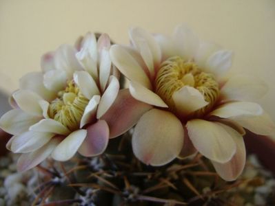 Gymnocalycium ochoterenae v. cinereum