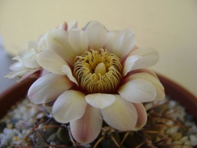 Gymnocalycium ochoterenae v. cinereum