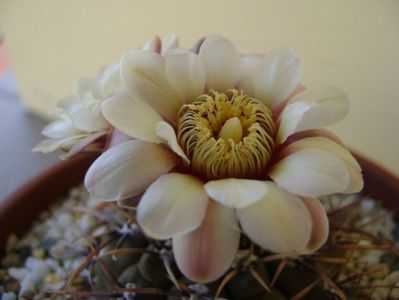 Gymnocalycium ochoterenae v. cinereum