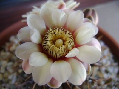 Gymnocalycium ochoterenae v. cinereum