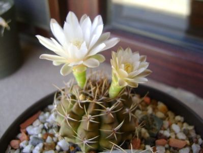 Gymnocalycium damsii v. tucavocense