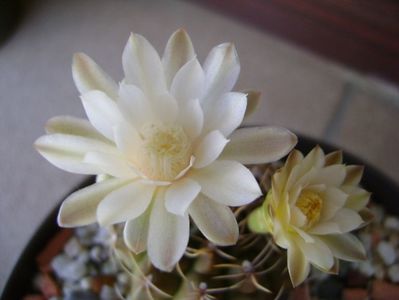 Gymnocalycium damsii v. tucavocense