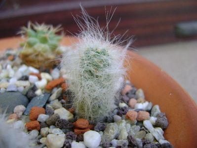 Mammillaria ascensionis v. nominis-dulcis (Mammillaria glassii v. ascensionis)