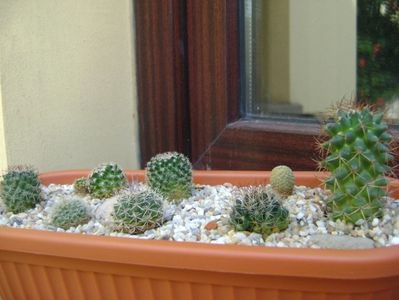 Grup de 8 Mammillaria; Mamm. sonorensis 
Mamm. rhodantha
Mamm. coahuilensis
Mamm. hahniana
Mamm. perbella cv. superfina
Mamm. picta
Mamm. standleyi
Mamm. pectinifera
