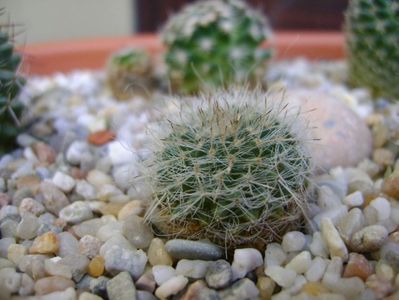 Mammillaria hahniana, Queretaro, Mx.