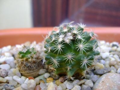 Mammillaria coahuilensis, Hipolito, Coahuila De Zaragoza, Mx.