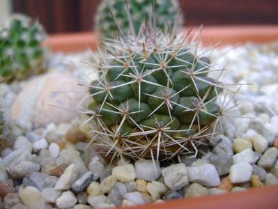 Mammillaria perbella cv. superfina