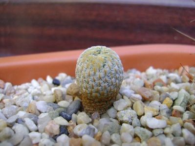 Mammillaria pectinifera