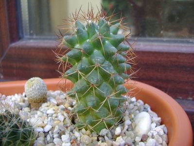 Mammillaria sonorensis