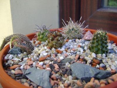 Grup de 5 cactusi; Ancistrocactus (Sclerocactus) scheeri
Copiapoa coquimbana v fiedleriana
Copiapoa coquimbana v. wagenknechtii
Copiapoa minima, Totoral Bajo, Ch.
Austrocactus coxii, Malleo, Neuquen, AR
