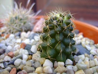 Copiapoa minima, Totoral Bajo, CH.