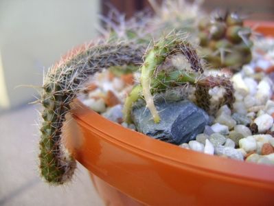 Austrocactus coxii, Malleo, Neuquen, AR