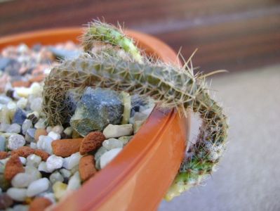 Austrocactus coxii, Malleo, Neuquen, AR