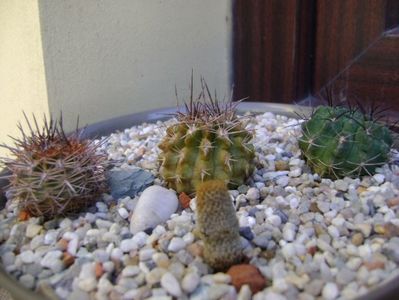 Grup de 4 Eriosyce; Eriosyce taltalensis v. floccosa (Pyrrhocactus floccosus)
Eriosyce islayensis
Thelocephala (Eriosyce) napina v. duripulpa
Eriosyce taltalensis ssp. paucicostata
