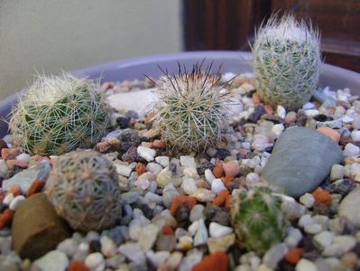 Grup de 5 cactusi; Gymnocactus subterraneus v. zaragosae
Gymnocactus knuthianus
Gymnocactus sauerii ssp.nelissae
Echinomastus durangensis SB46
Echinomastus intertextus El Paso, Tx.
