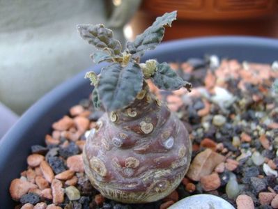 Dorstenia foetida, flori