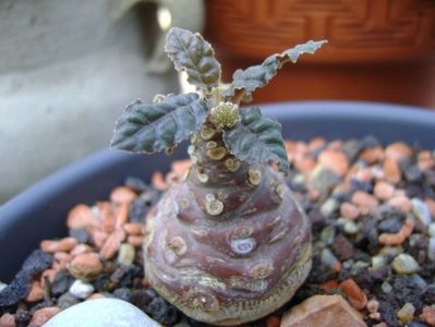 Dorstenia foetida