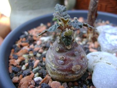 Dorstenia foetida