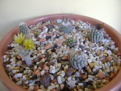 Grup de 6 Turbinicarpus; Turbinicarpus krainzianus v. minimus
Turbinicarpus krainzianus v. lausseri  
Turbinicarpus krainzianus
Turbinicarpus dickisoniae  
Turbinicarpus gracilis
Turbinicarpus pseudopectinatus
