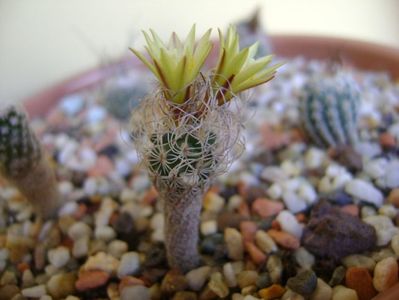 Turbinicarpus krainzianus v. minimus