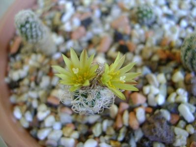 Turbinicarpus krainzianus v. minimus