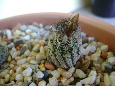 Turbinicarpus dickisoniae