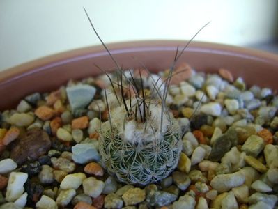 Turbinicarpus krainzianus v. lausseri