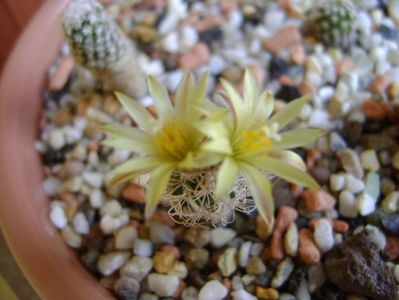 Turbinicarpus krainzianus v. minimus