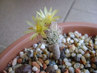 Turbinicarpus krainzianus v. minimus