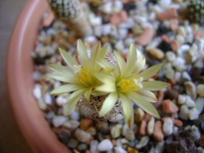 Turbinicarpus krainzianus v. minimus