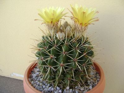 Notocactus mammulosus (Parodia mammulosa)