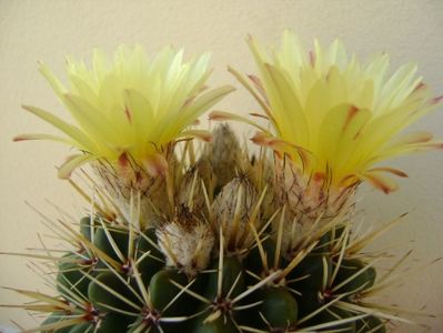 Notocactus mammulosus (Parodia mammulosa)