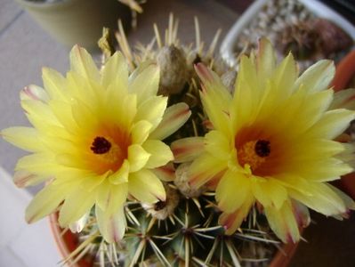 Notocactus mammulosus (Parodia mammulosa)