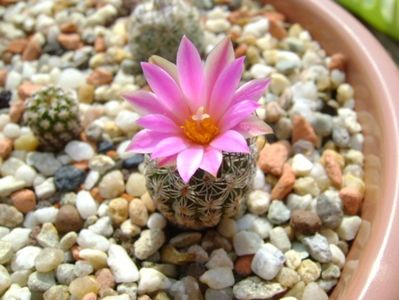 Turbinicarpus dickisoniae