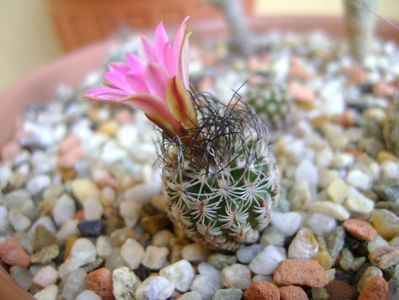 Turbinicarpus dickisoniae