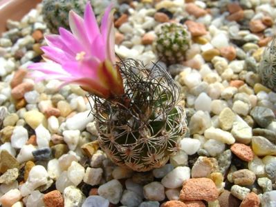 Turbinicarpus dickisoniae