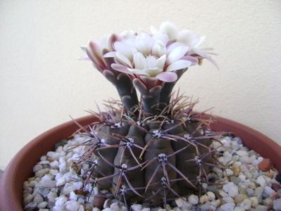 Gymnocalycium ochoterenae v. cinereum