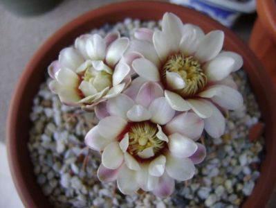 Gymnocalycium ochoterenae v. cinereum