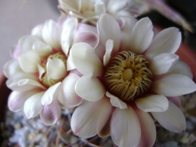 Gymnocalycium ochoterenae v. cinereum