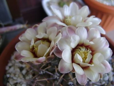 Gymnocalycium ochoterenae v. cinereum