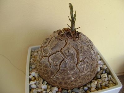 Dioscorea elephantipes