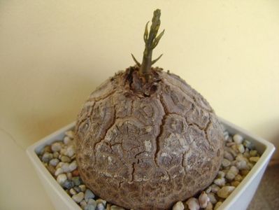 Dioscorea elephantipes