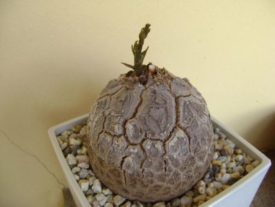 Dioscorea elephantipes