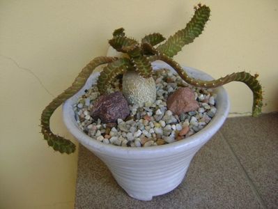 Euphorbia stellata